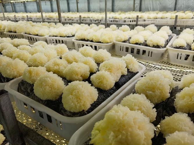 4月14日,太康縣水潤君趙食用菌基地里兩名工作人員正通過網絡介紹該